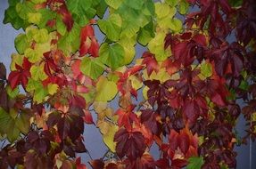 fall leaves of clambering plant