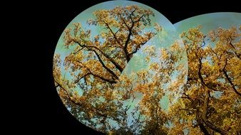 Background Fall Autumn Tree