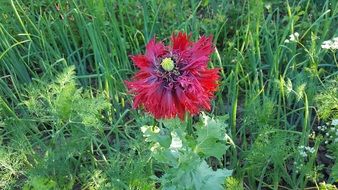 Poppy Opium Poppy Red Poppy