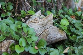 Nature Wood Wooden Natural