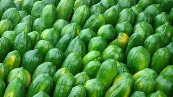 Fruit Papaya Harvest Green