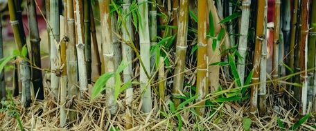 Bamboo Green Background Tree