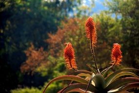 Aloe Background Flower Cowslip