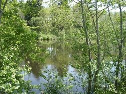 Spring Trees Leaves Lake Idyll