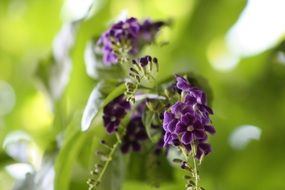 Flower Purple Green Background