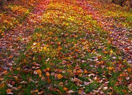 golden foliage on ground