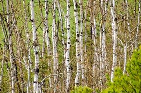 aspen forest