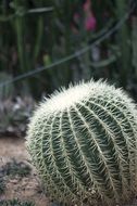 Cactus Thorn Background Plants