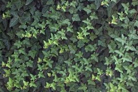 ivy leaf in the summer garden