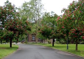 Avenue between green trees