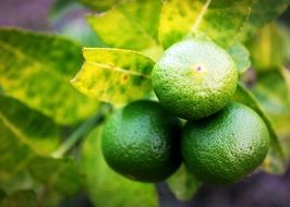 lime fruits on the tree