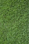 wallpaper with green grass