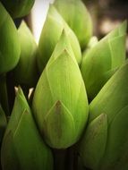 lotus buds close up