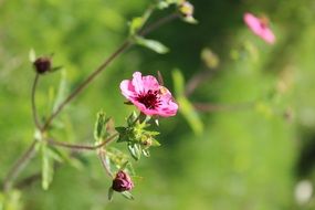 Pink Flower Green Background Bee