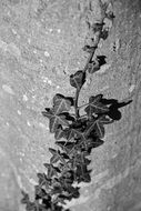Ivy Nature Texture Leaf Green