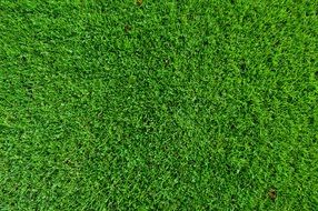 Green Grassland Background Turf