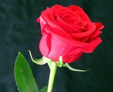 Rosa Flower Red Red Rose