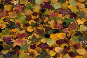 autumn leaves composition