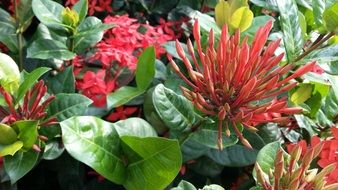 red flowers with sharp petals