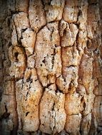 pine bark closeup