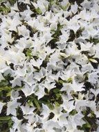 bush of white flowers