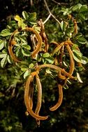 Golden Trumpet Tree