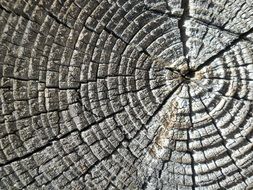 Wood Log Rings Wallpaper