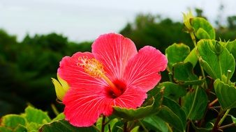 Chong Rope Natural Plant Flower