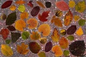 composition of dry fall leaves
