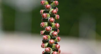Flower Buds Nature Bud Flora