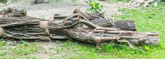 Tree Dead Nature Desert Dry