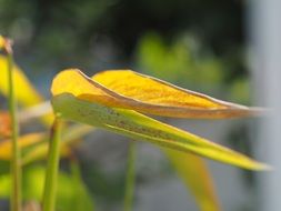 garden plant in autumn