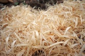 Wood Wood Shavings Texture