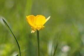 Schar Bock Bl&uuml;mchen Wild Flower
