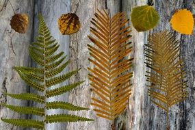 Dry Leaves Wood Background