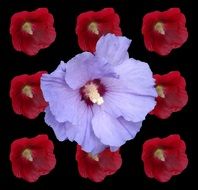 purple flower on a black background with red flowers