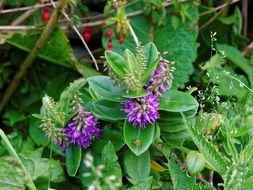 purple forest flowers