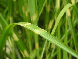 Grass Zebra Grass Elephant Grass