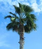 Palm Tree Nature Sky Beach