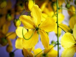 yellow flowers on a light purple background