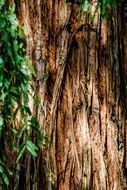 Tree Trunk Bark Texture Leaves