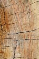 small cracks on a tree trunk