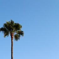 Palm Background Sky Tropical