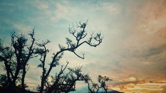 Sunset Tree Landscape Sky