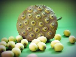 Indian lotus seeds