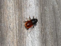 Bumblebee Wood Texture