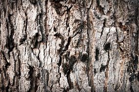 tree bark with green moss close up