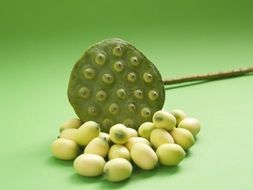 lotus seeds in the form of peas on a green background