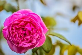 lush pink rose in the garden