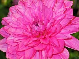 background with pink dahlia flower